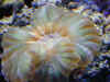 Cynarina Lacrimalis.jpg (38488 bytes)
