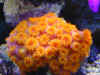 Sun Coral.jpg (23236 bytes)