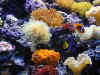 frogspawn e sun coral.jpg (32232 bytes)